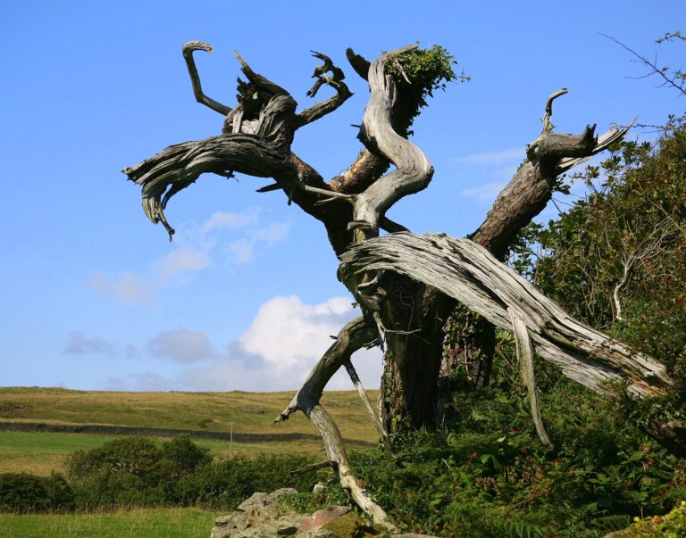 The base of an old tree with a twisted, decaying trunk