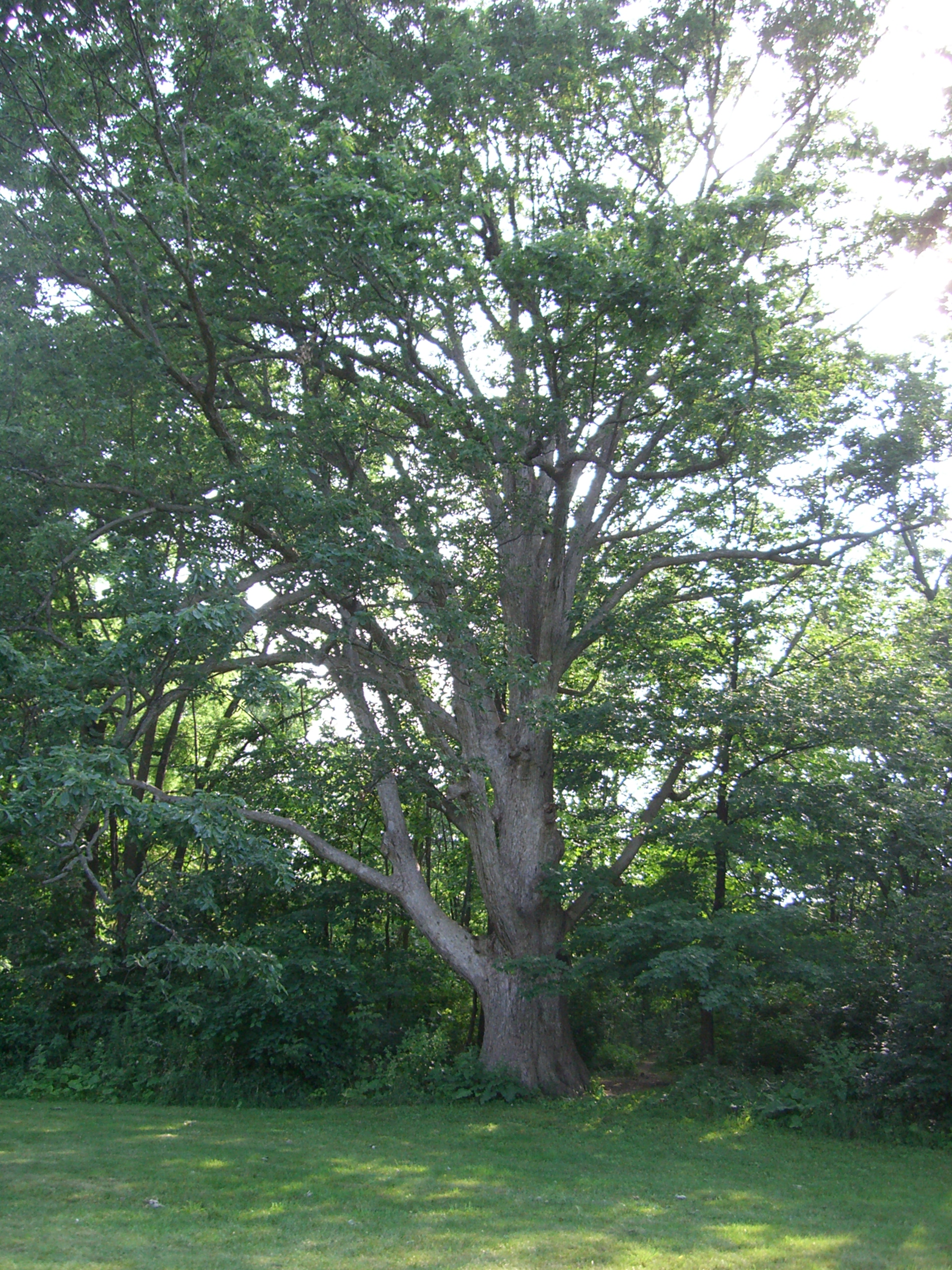 A mature chinquapin oak tree with a broad green crown