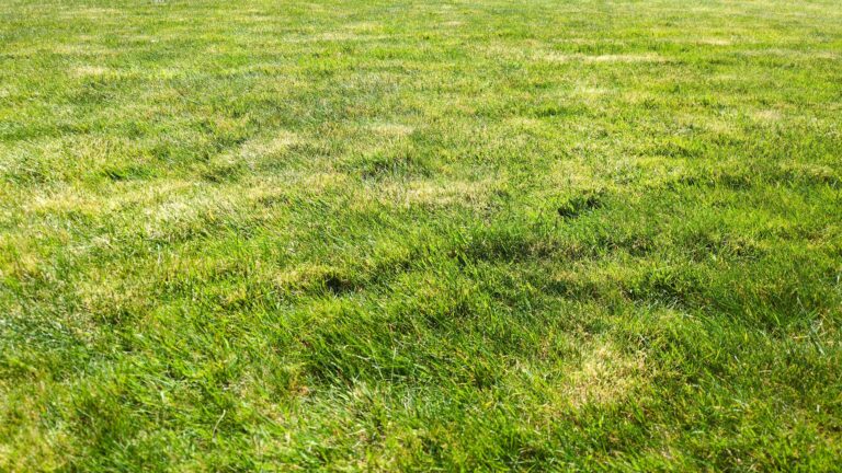 A mowed green lawn