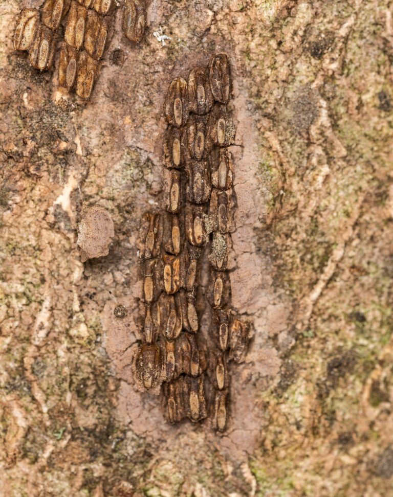 A spotted lanternfly with gray, black-spotted wings