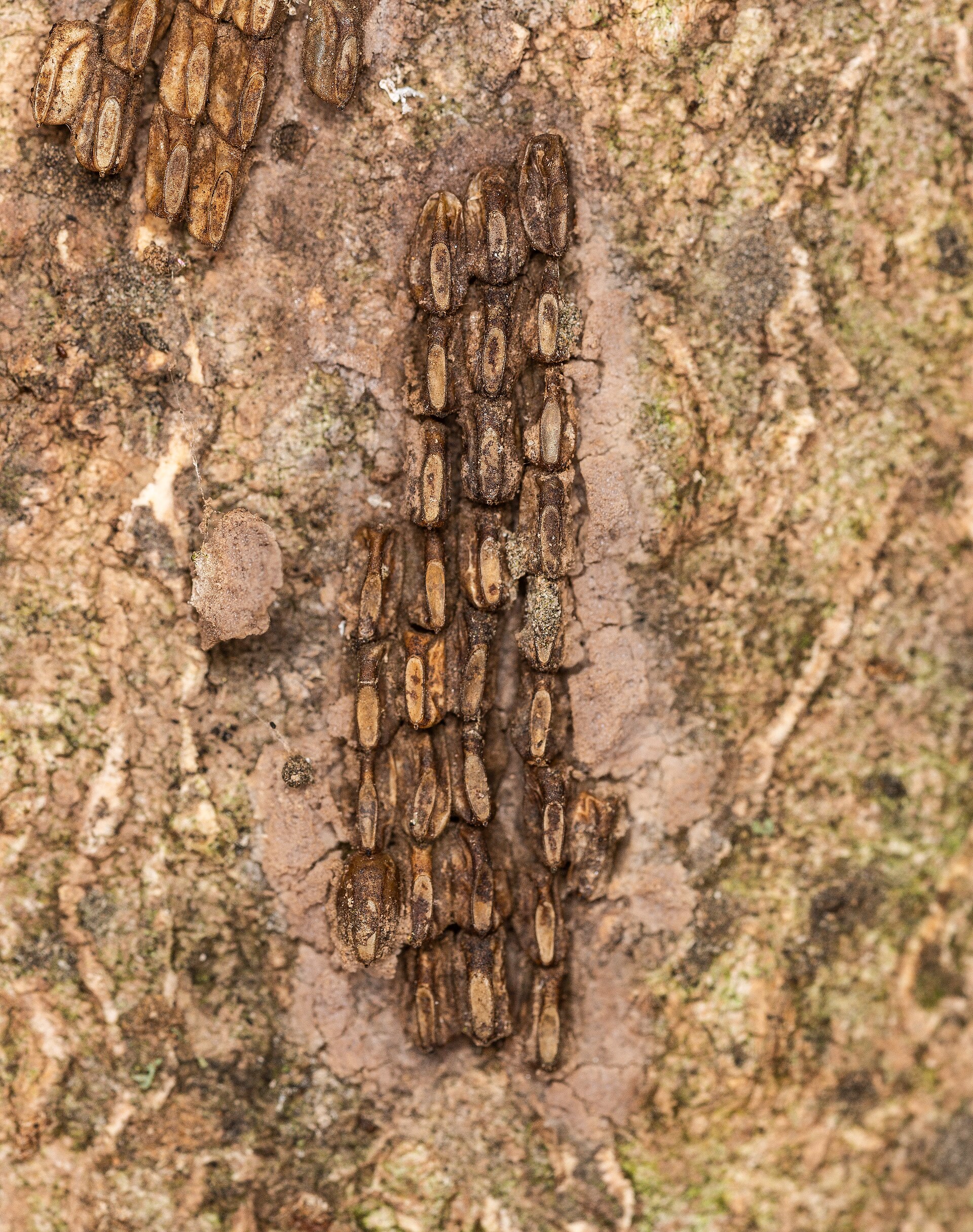 A spotted lanternfly with gray, black-spotted wings