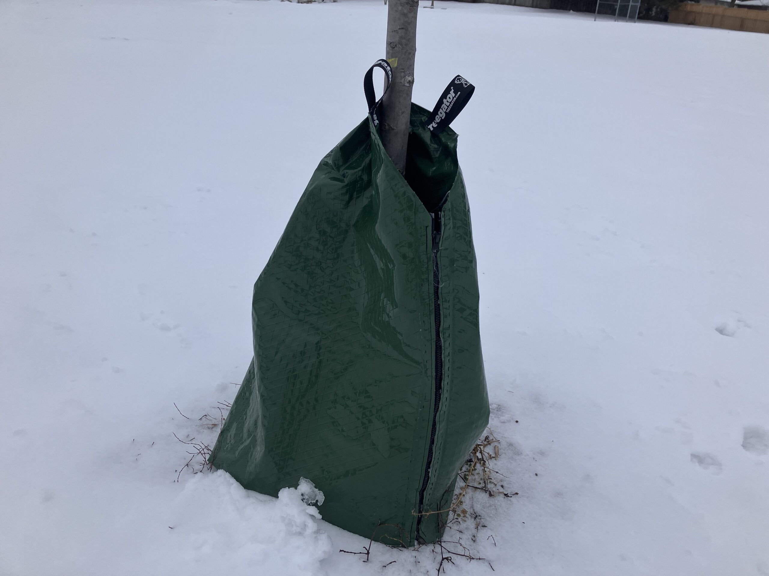 A slow-release watering bag wrapped around the trunk of a recently planted young tree