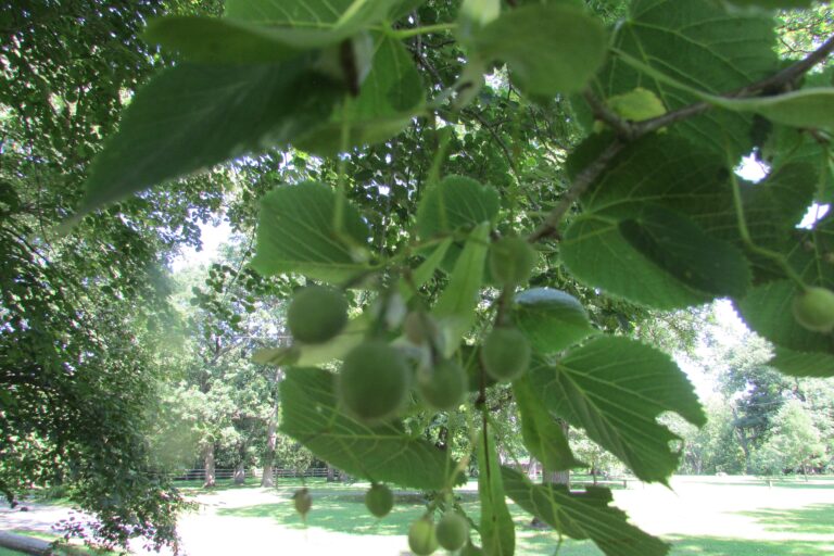 American linden (basswood) tree
