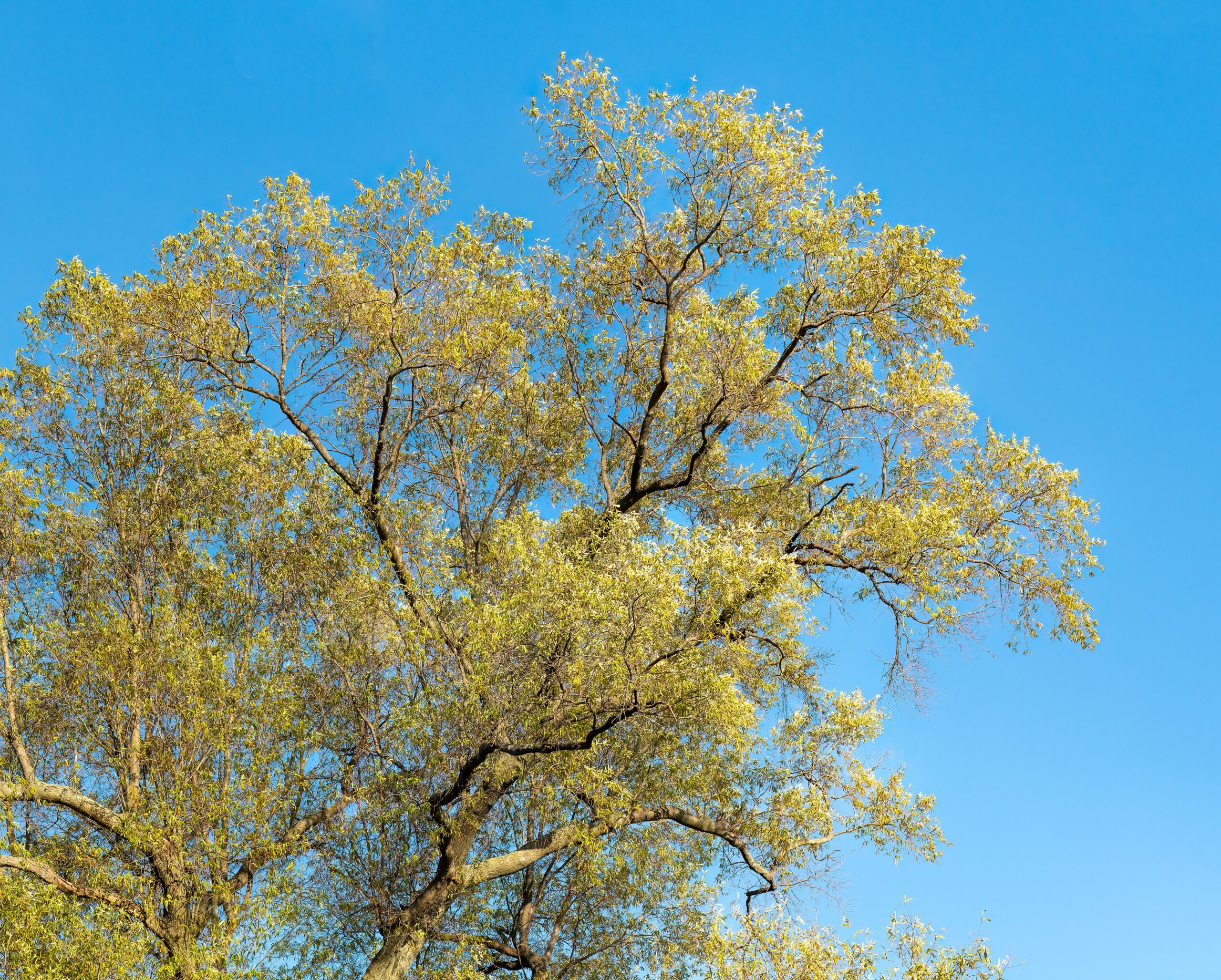 A large willow oak with a broad canopy of narrow green leaves