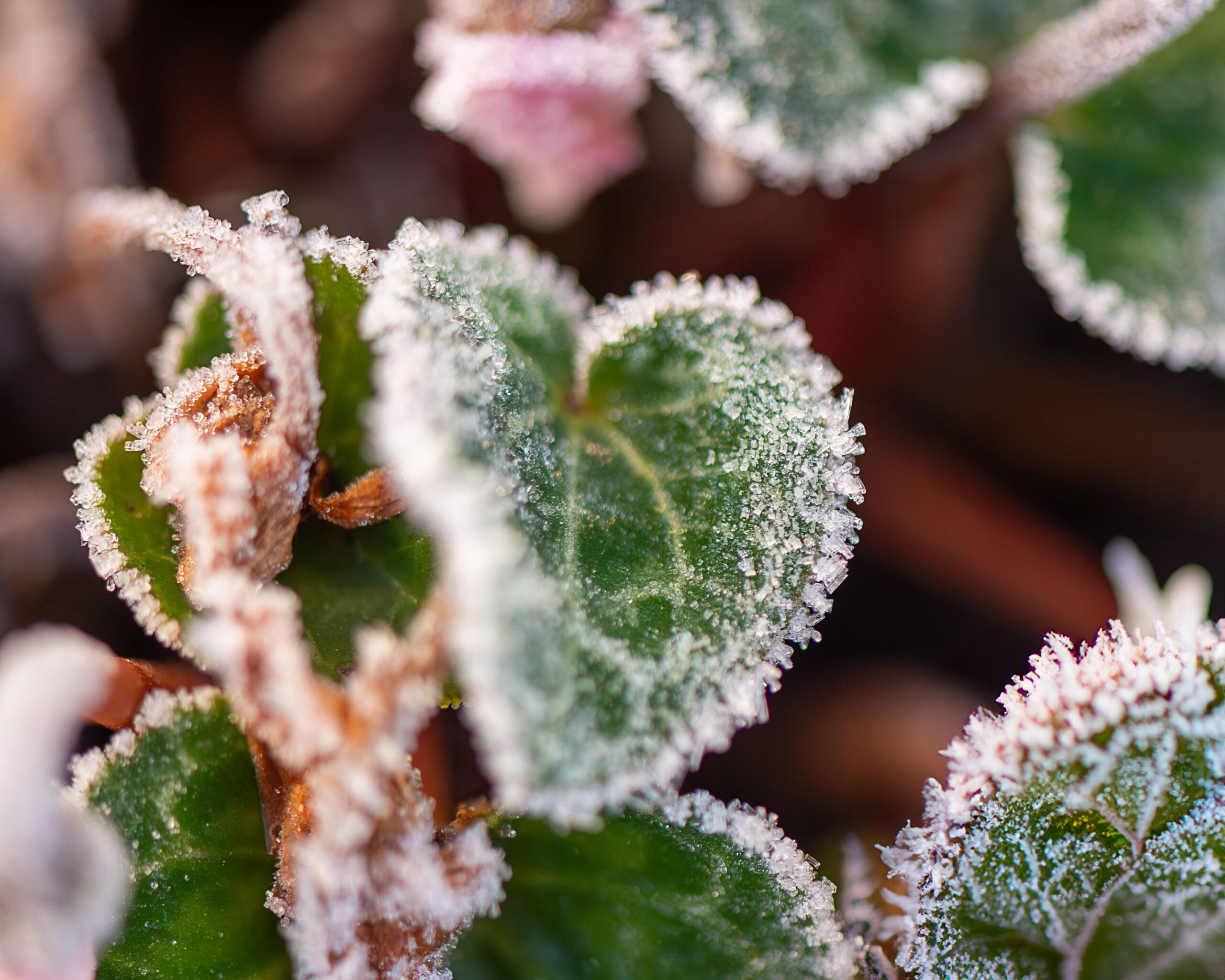 White frost covering leaves and plants on a cold morning
