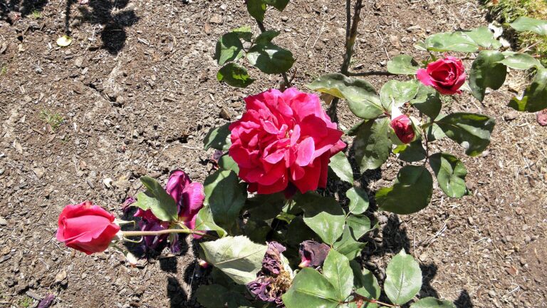 Red Mister Lincoln hybrid tea rose blooms in a home garden