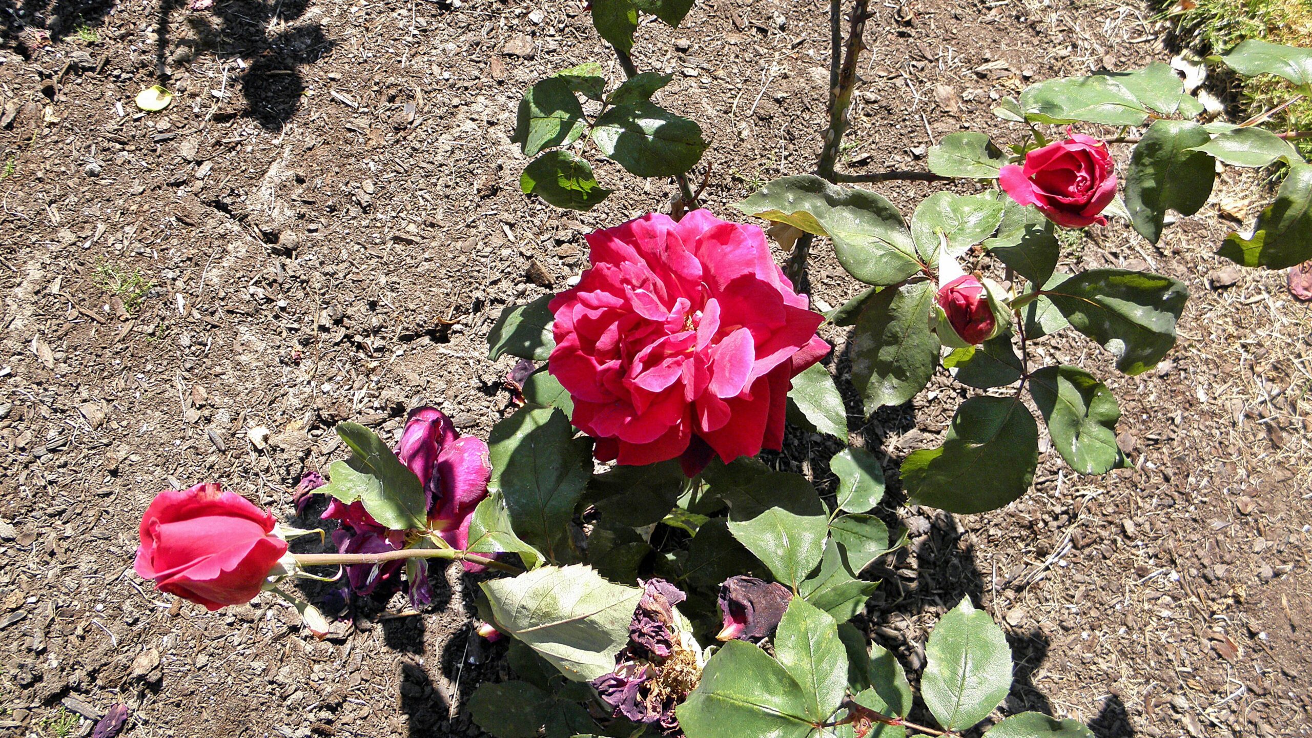 Red Mister Lincoln hybrid tea rose blooms in a home garden