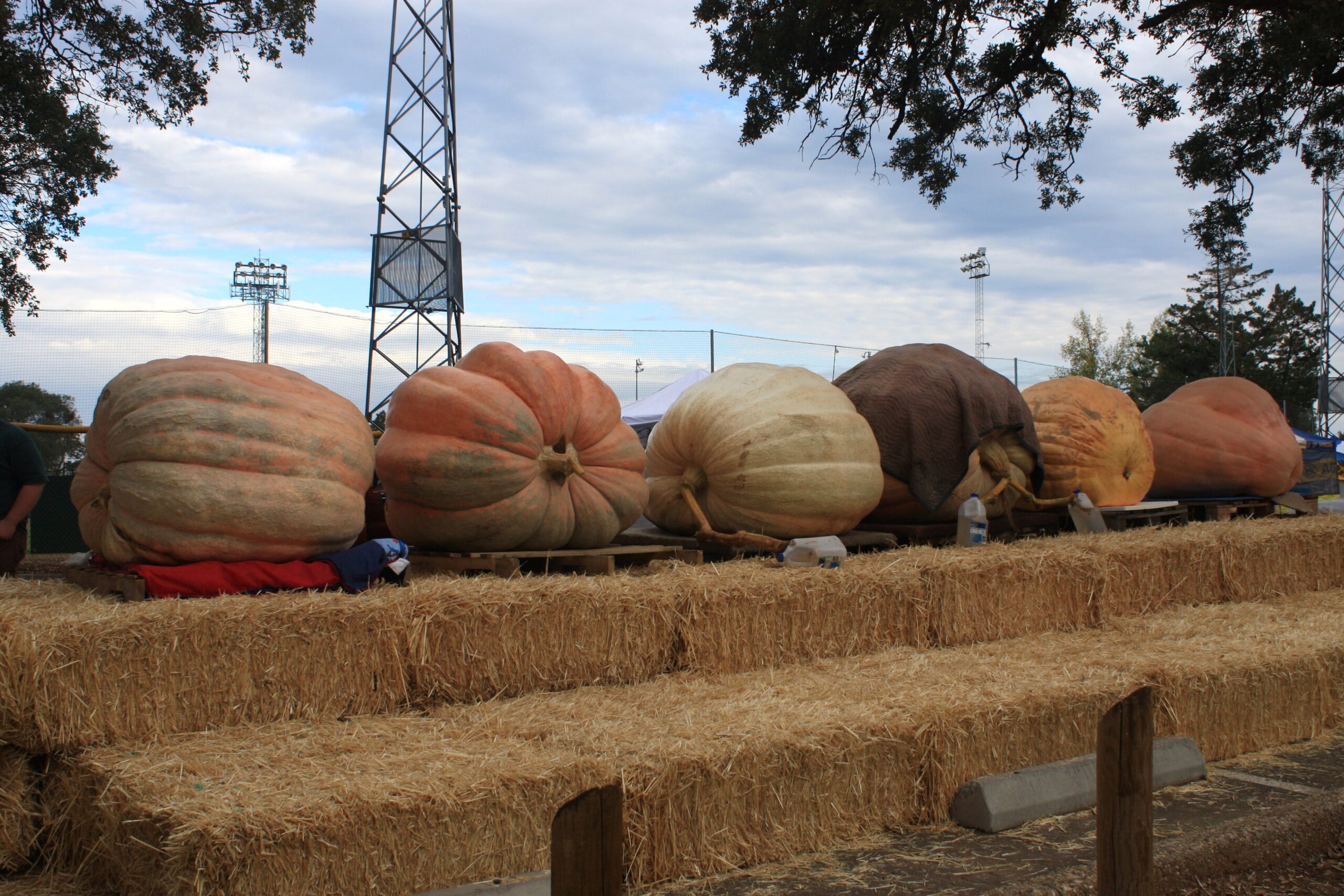 A row of giant orange pumpkins lined up on pallets at a pumpkin festival